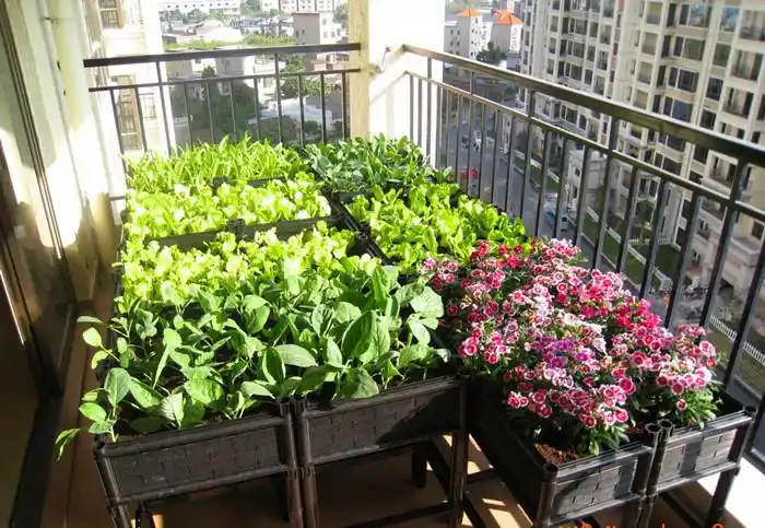 阳台种植技术与设计