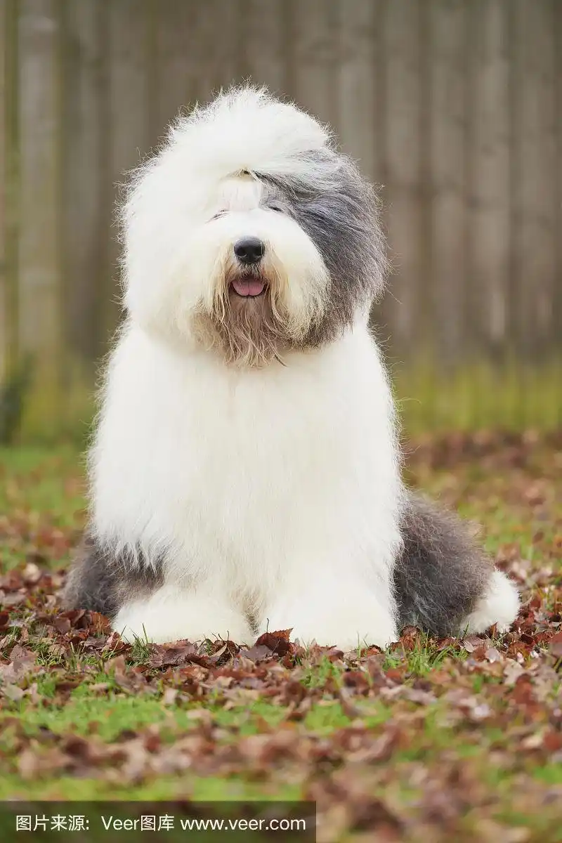 古英国牧羊犬-短尾