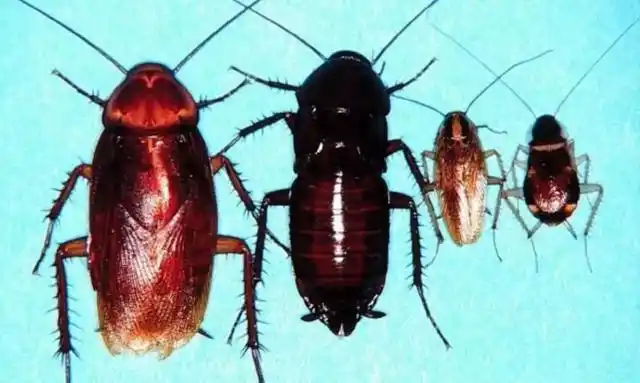 2,家中突现"小强",郑漂女孩吓得汗毛竖起!这个外来物种,你了解吗?