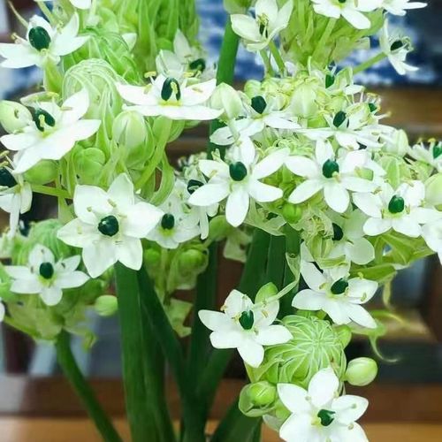 恒伯利亚之星天鹅绒鲜切花新鲜水养配花家用办公云南基地直发 40-50cm