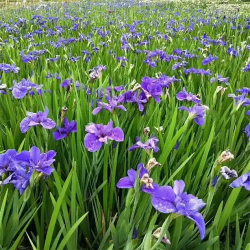 【苗圃出售常绿鸢尾 花色丰富 庭园观赏地被植物 花坛花镜用花】价格_