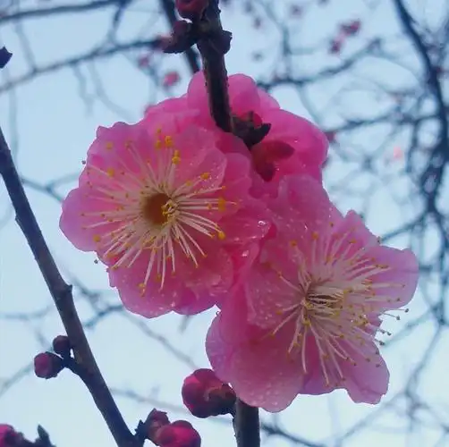 何当与春日 共映梅花山