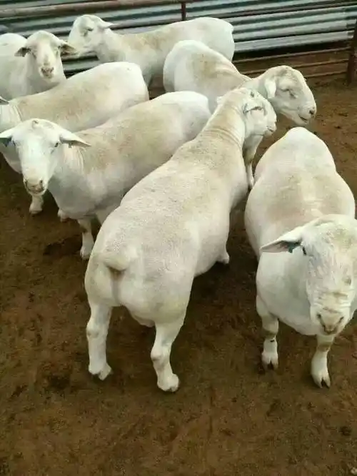 辨别纯种杜泊羊,根据其头颈的颜色,分为白头杜泊和黑头杜泊两种.