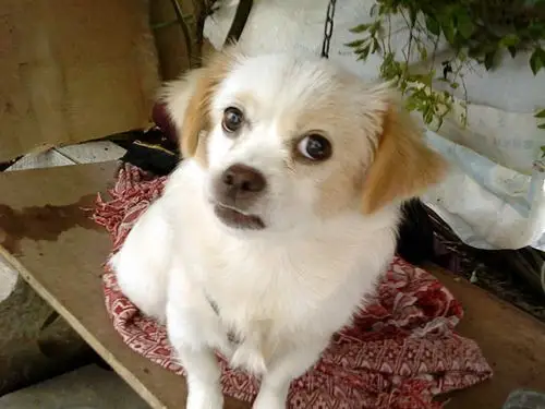 『寻狗主』谁家走失的小型串串哈巴狗?请去认领啦!