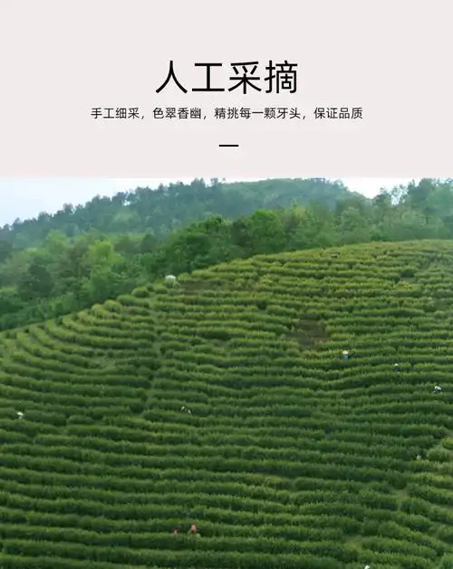 白荡里 仙羽舌白茶叶250克礼盒