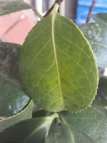 茶花叶子这样是怎么了?是缺什么吗?