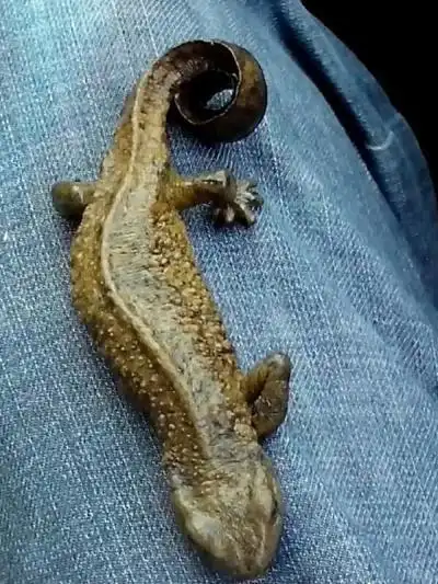 长脚的鱼类 帮忙鉴定这货是什么生物