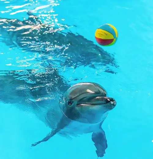 长沙海底世界小海豚的名字定了大家直赞太可爱啦