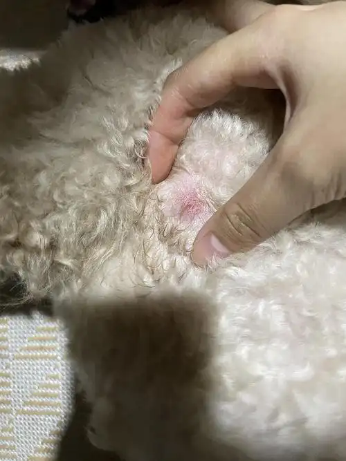 讨论狗子这是被蜱虫咬了吗