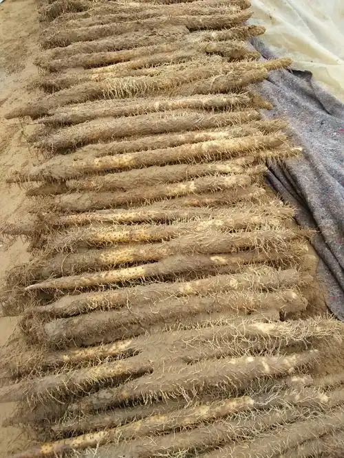 蠡县麻山药大量上市.条行好.皮色白.口感好.