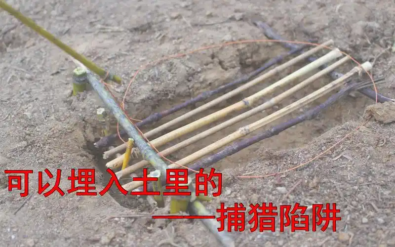 可以埋入土里的捕猎陷阱简单灵敏非常实用
