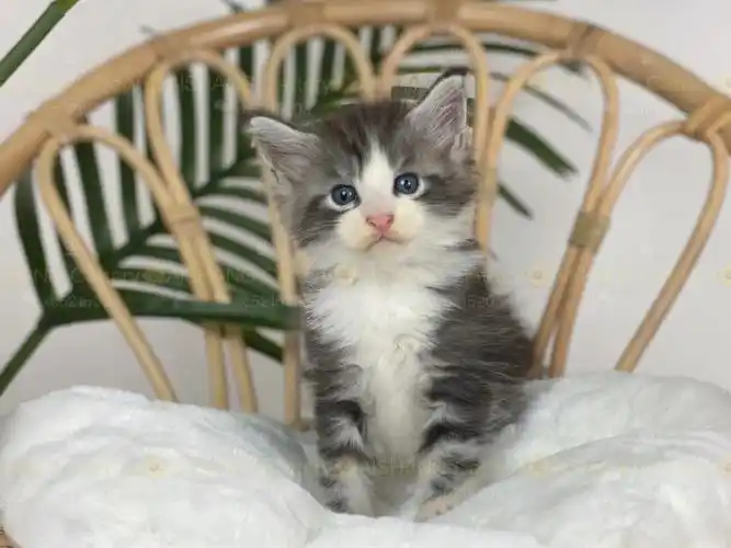 无敌小正太#缅因猫  #缅因  #缅因库恩猫  #银虎斑缅因猫  #缅因猫舍