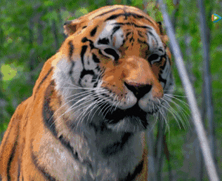 老虎动态图,真的美极了