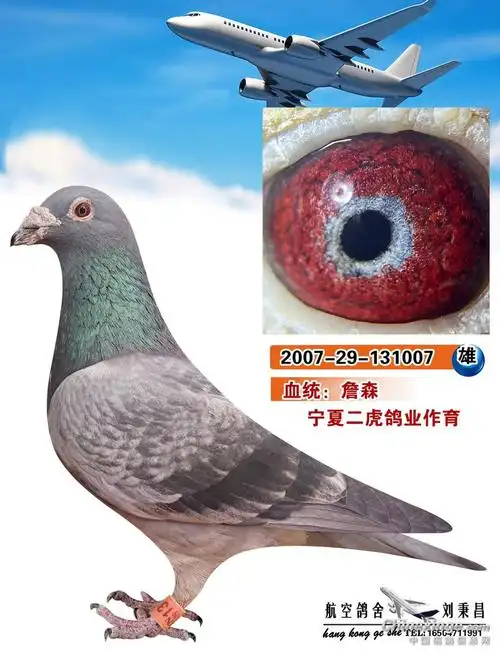 詹森- 鸽友圈 - 中国信鸽信息网