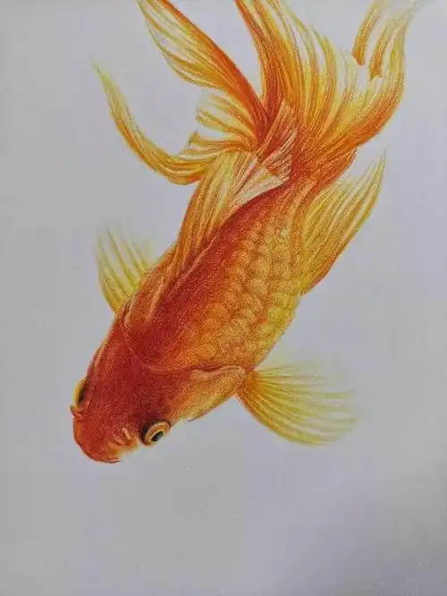 超详细彩铅教程,教你画一条小金鱼,你就是下一个锦鲤幸运者!