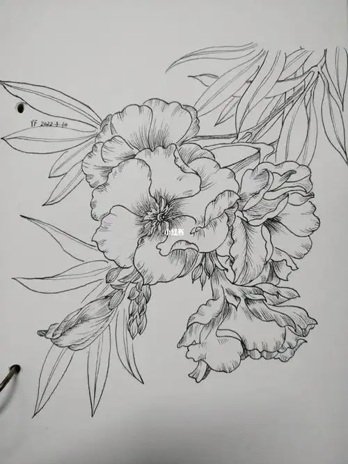 黑白线描花卉第51天夹竹桃
