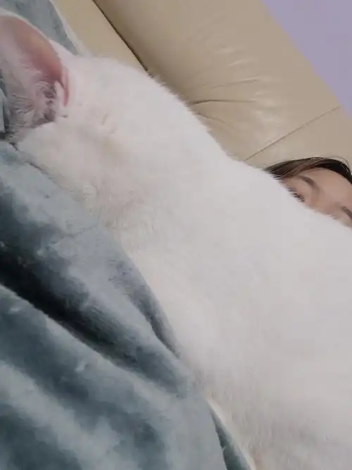 我躺在床上玩手机,老是喜欢横在我脸和手机中间躺着!