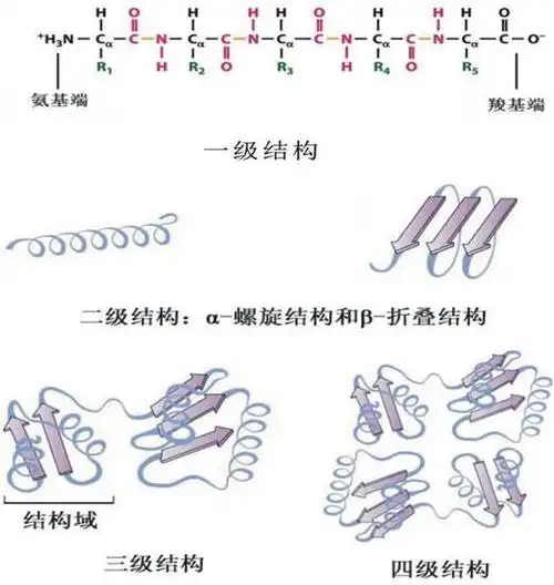 蛋白质的分子结构可划分为四级,以描述其不同的方面.