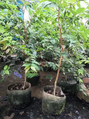 嘉宝果苗 四季早生嘉宝果