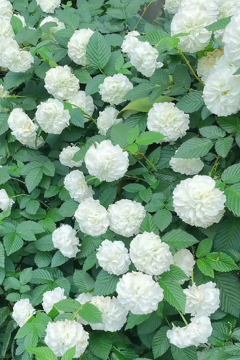 遇见好看的花当然要分享给你啦#治愈 #清新 #荼蘼花 - 抖音