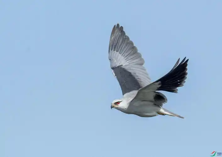 飞翔的黑翅鸢