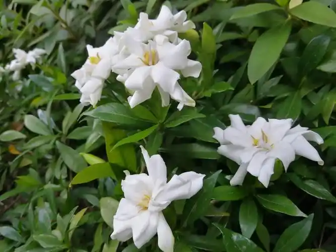 植物散发出的香味,我朝道路两边看去,原来是小区里种植的水栀子开花了