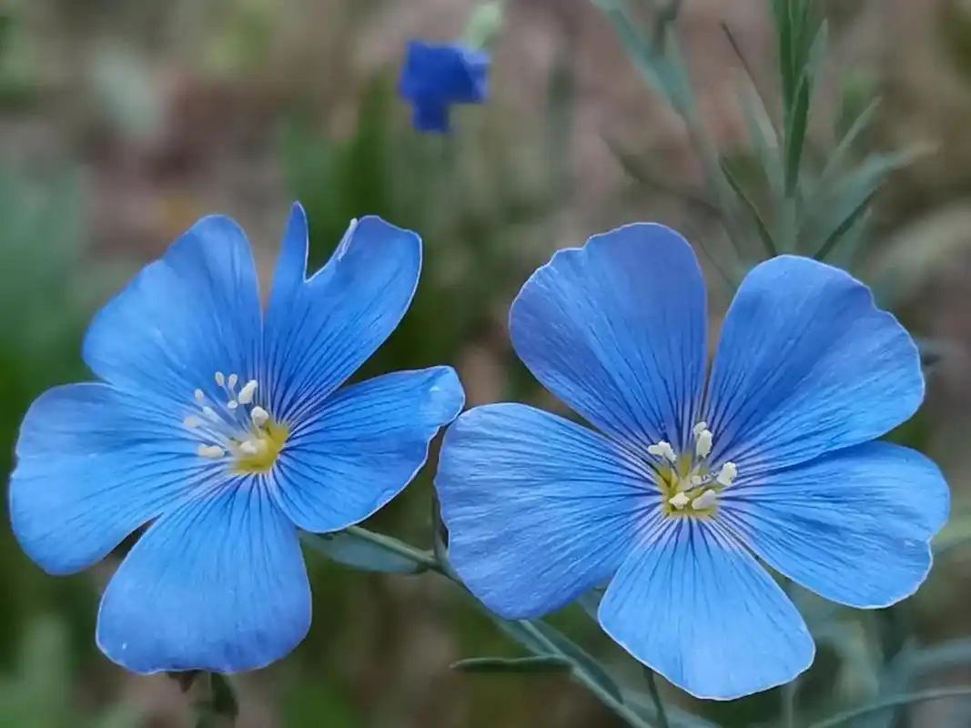 我对蓝色的花一向都喜欢,可这种花,我是第一次遇见.