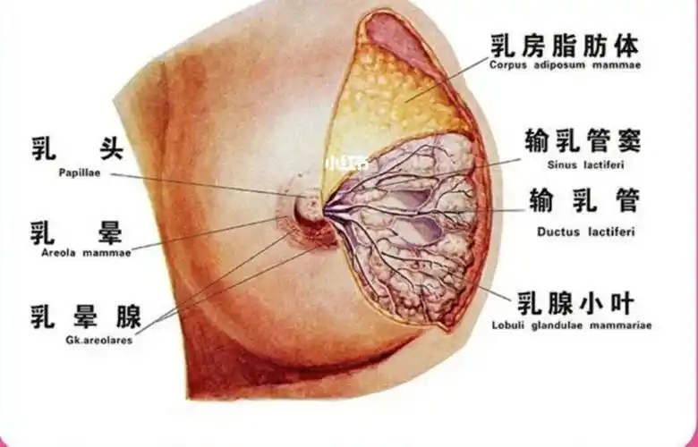 为什么做的人还很多呢?