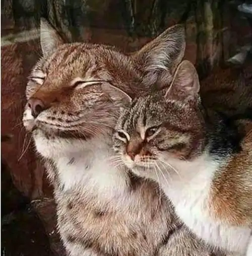 豹子和猫咪同处一室,竟还主动向猫咪示好,难道想拜师学艺?