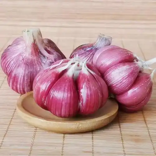 云南现挖紫皮大蒜蒜头10斤新鲜蔬菜大理农产品大蒜