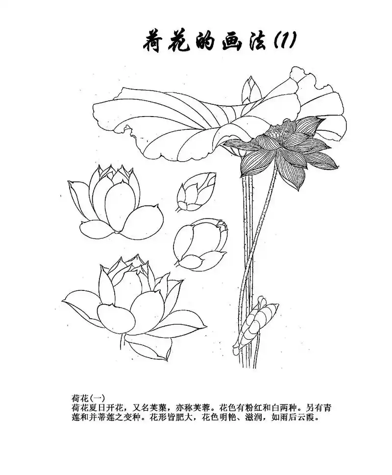 荷花的画法|保姆级教程.