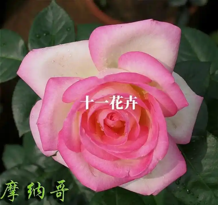 摩纳哥公主 白色,近白色或白色混合杂交茶香月季 类型:杂交茶 - 抖音