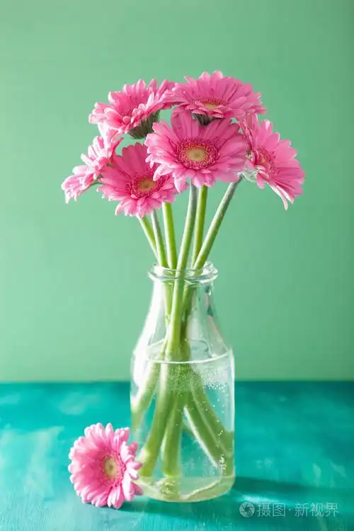 美丽的粉色非洲菊鲜花花束插在花瓶里