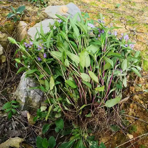 野生夏枯草夏枯球全草夏枯草茶散结夏枯草凉茶夏枯花新货夏枯草