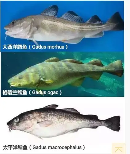 带你了解什么是真正的鳕鱼