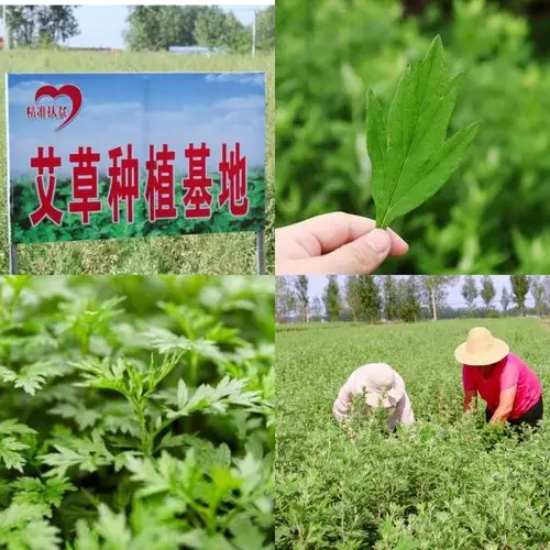 艾乐语&伊站深入艾草产业源头,助力脱贫致富