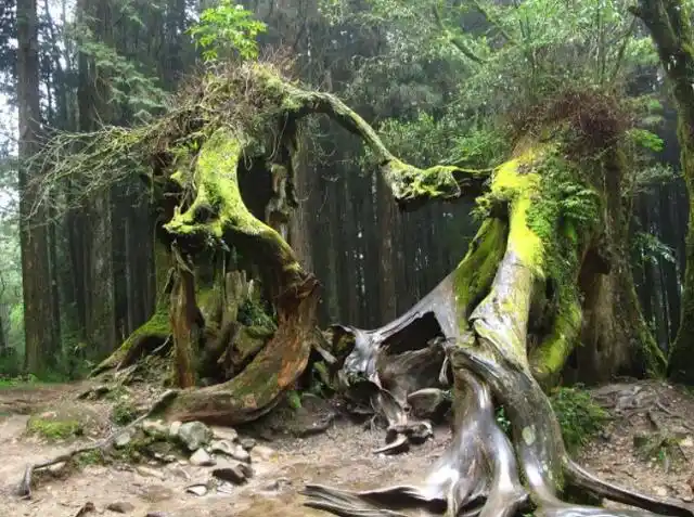 今天就让我们来盘点一下在我们国家最古老的十棵树木,第一棵树木的
