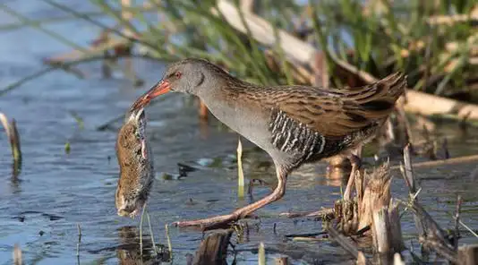 水鸡一个弯腰的功夫就叼出了肥美的食物,之后的举措更让人好奇
