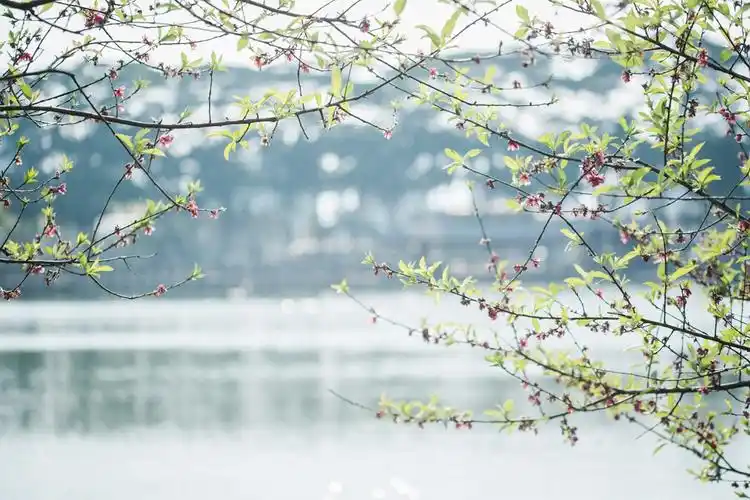 一陂春水绕花深身影妖娆各占春
