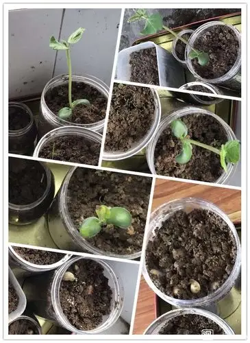 东晓社区党群服务中心种子发芽生命教育亲子阅读打卡