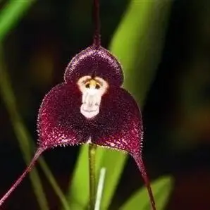 40天花猴面小龙兰别名猴面兰花