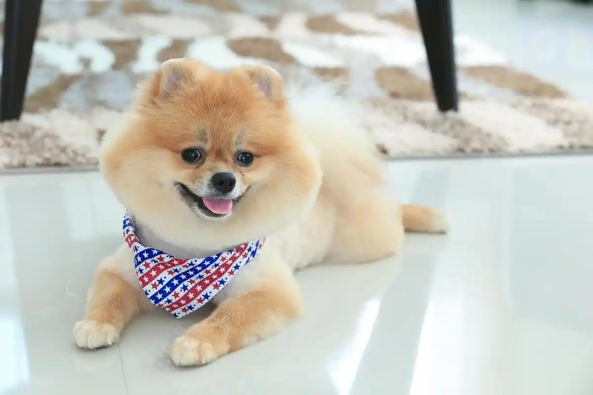 博美犬(pomeranian)是一种受欢迎的小型宠物犬品种,源自德国波兰边境