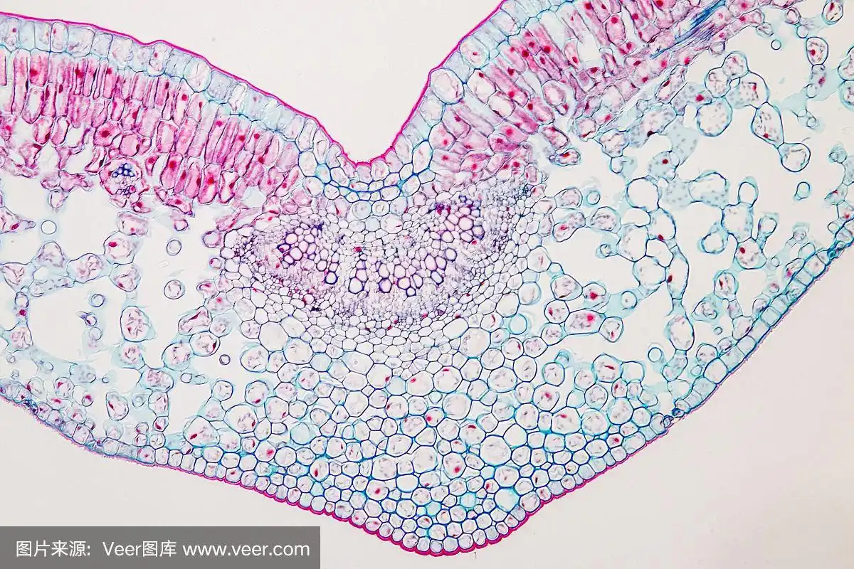 课堂教学显微镜下的叶植物横切面.