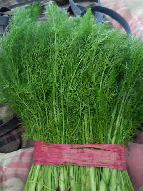 而小茴香也是重要的香料植物,人们常常把它的果实作为香料,用于酒类和