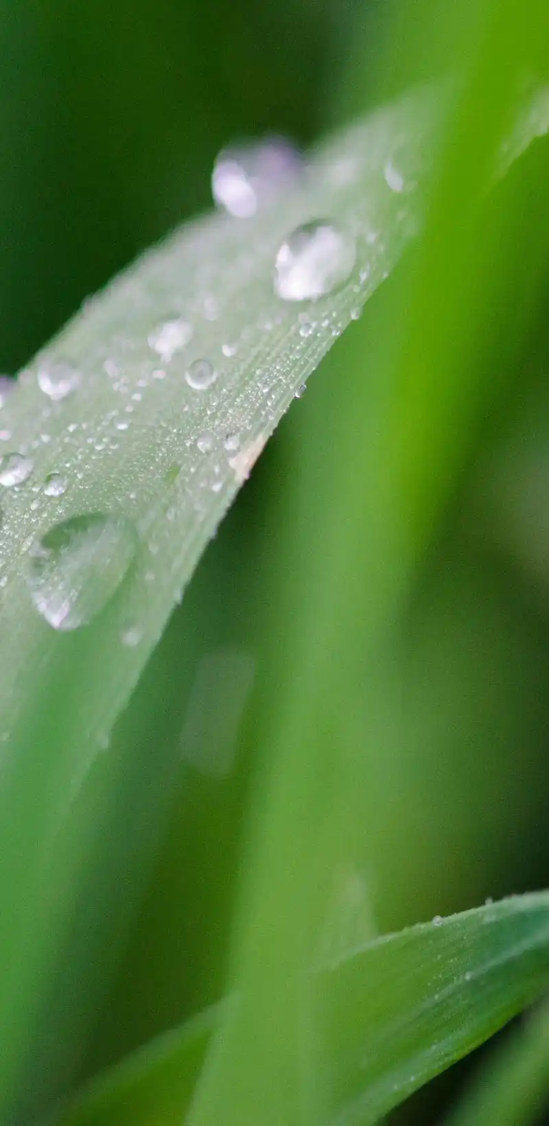 高清手机壁纸‖绿色护眼-草木生长的勃勃生机
