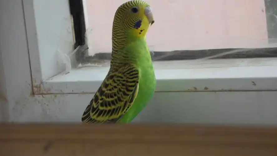 请帮忙看一下这只虎皮鹦鹉是母的吗?