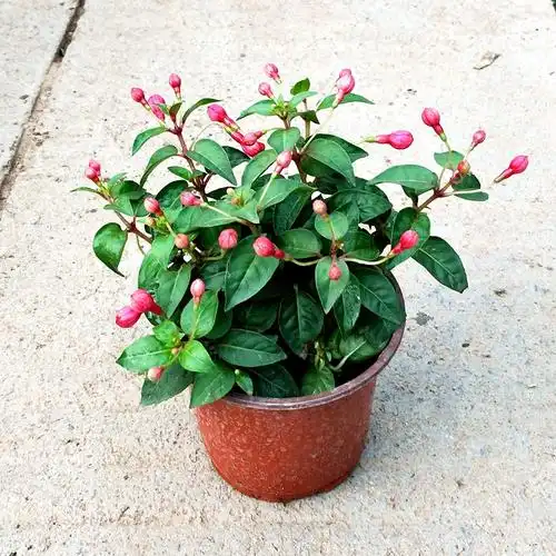 倒挂金钟盆栽灯笼花苗吊兰吊钟海棠灯笼海棠大苗当年四季开花不断