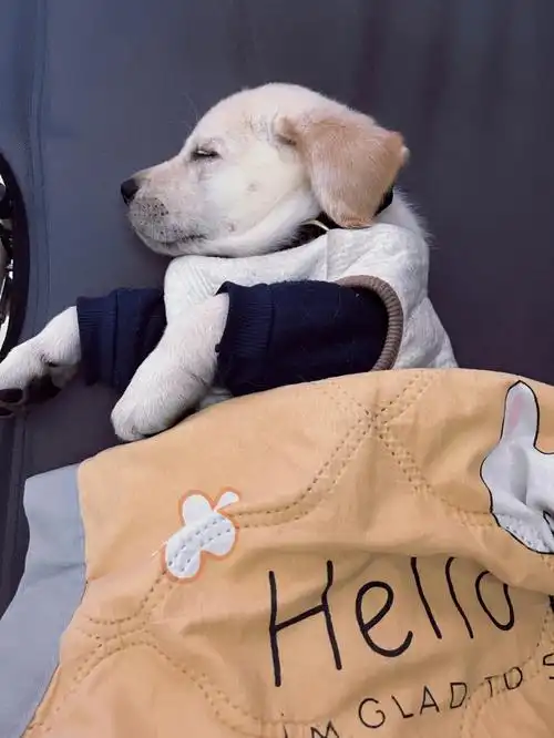 2个月的拉拉到底吃多少