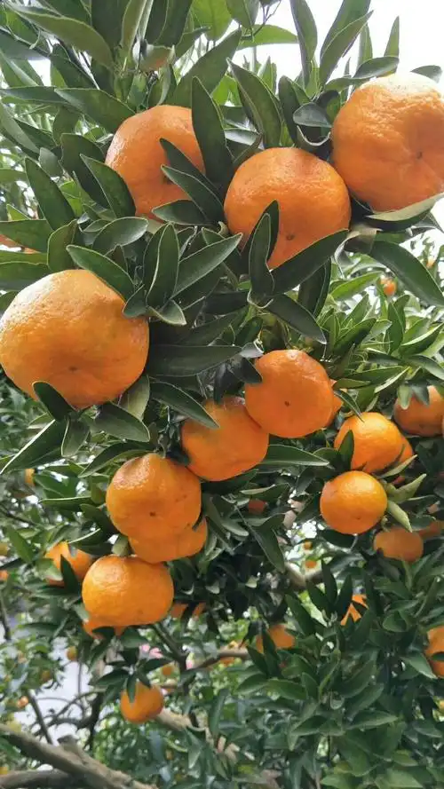 岩松坪椪柑已上市,欢迎新老顾客提前预定!