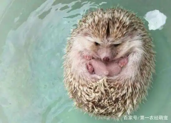 非洲迷你刺猬洗澡